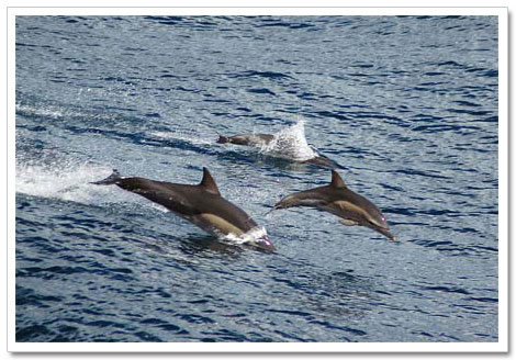 Dolphins
