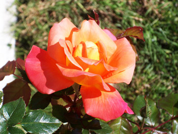 rose